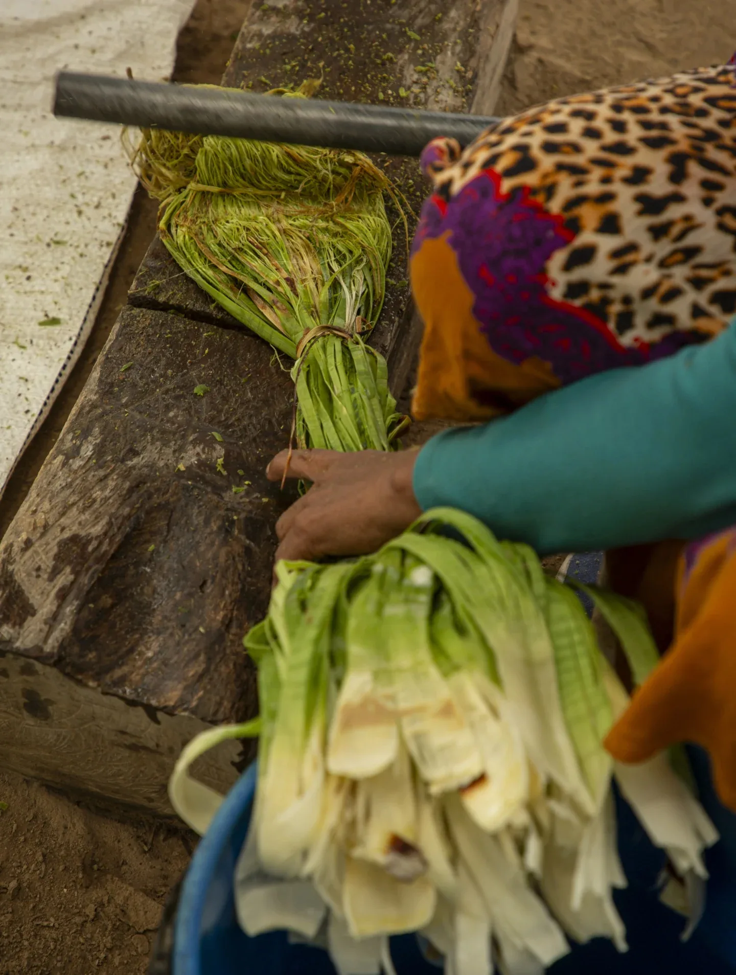 Fresh chaguar leaves being prepared by hand